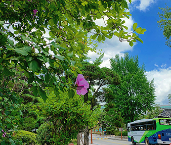 A shuttle bus over the hibiscus